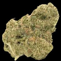 Bild Cannabisblüte Green Karat SD 30/1 Supreme Diesel