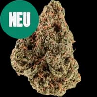 Bild Cannabisblüte Huala 22/1 UK CIN Cinderella Kush