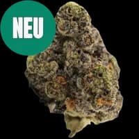 Bild Cannabisblüte Green Karat RO 33/1 Runtz OG