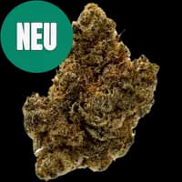 Bild Cannabisblüte All Nations AKM 25/1 Alien Kush Mintz