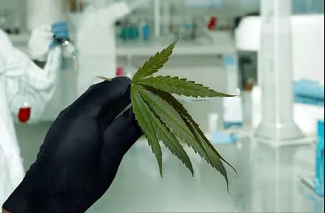 Cannabisblatt im Labor – Medizinisches Cannabis unter wissenschaftlicher Kontrolle und Qualitätsprüfung