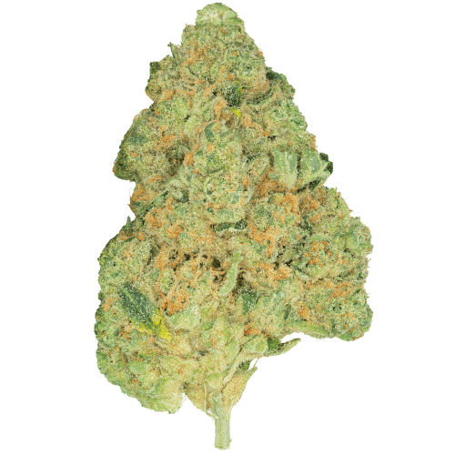 Bild Cannabisblüte Pedanios 31/1 COS-CA Cosmic Cream