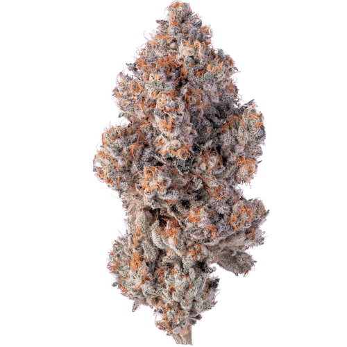 Bild Cannabisblüte avaay Khalifa 28/1 KM Khalifa Mints