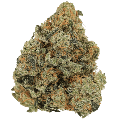 Bild Cannabisblüte Luana 20/1 GSC Girl Scout Cookies